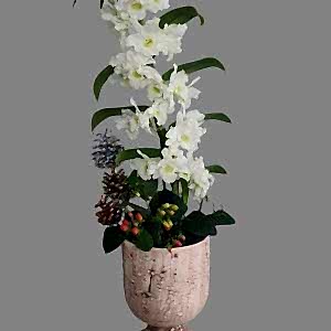 Dentorium Orkide