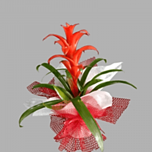 Guzmania