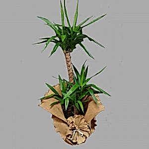 3 Dal Yucca