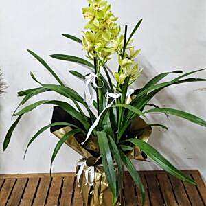 spidyum orkide